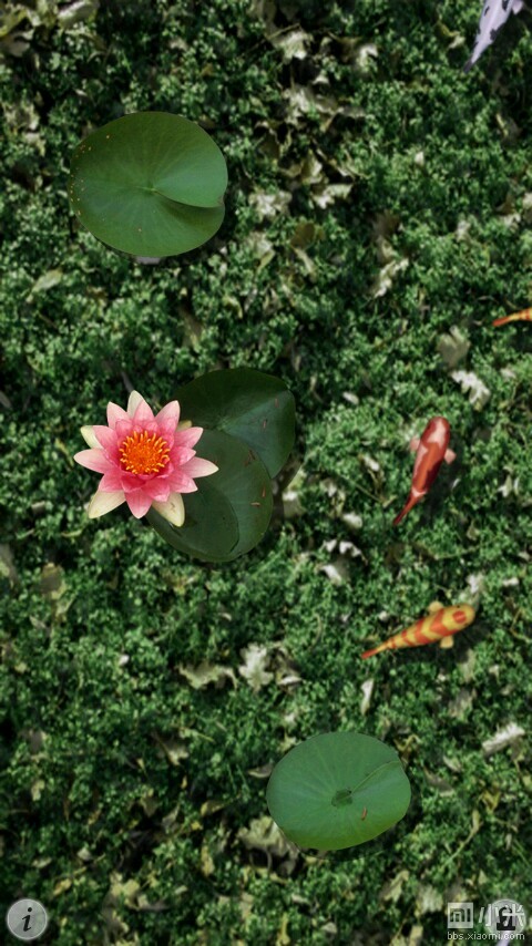 安卓原生动态水面落叶壁纸和鱼池屏保分享(附