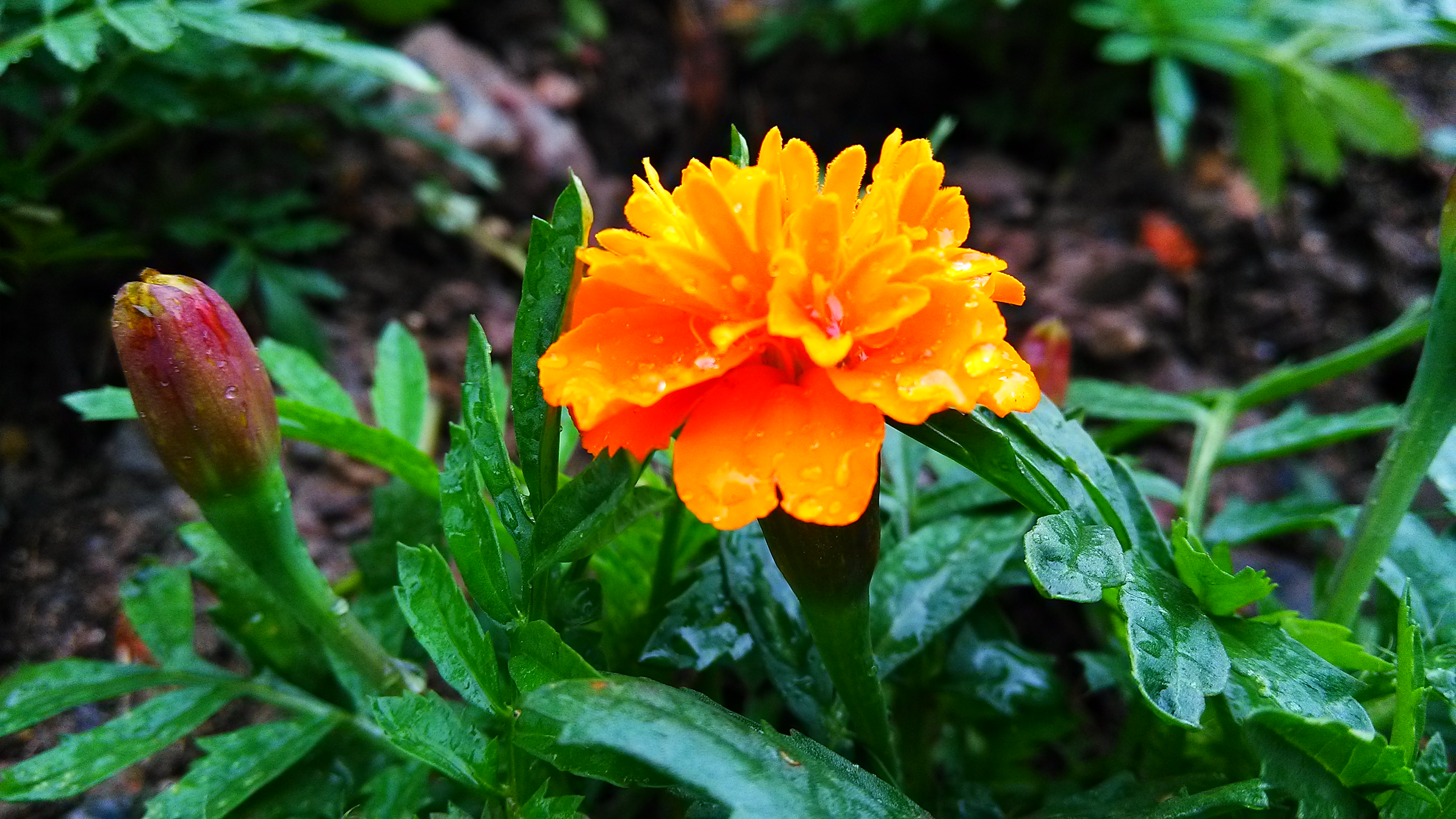 【路边花圃中'菊花'之美】-潮方子华