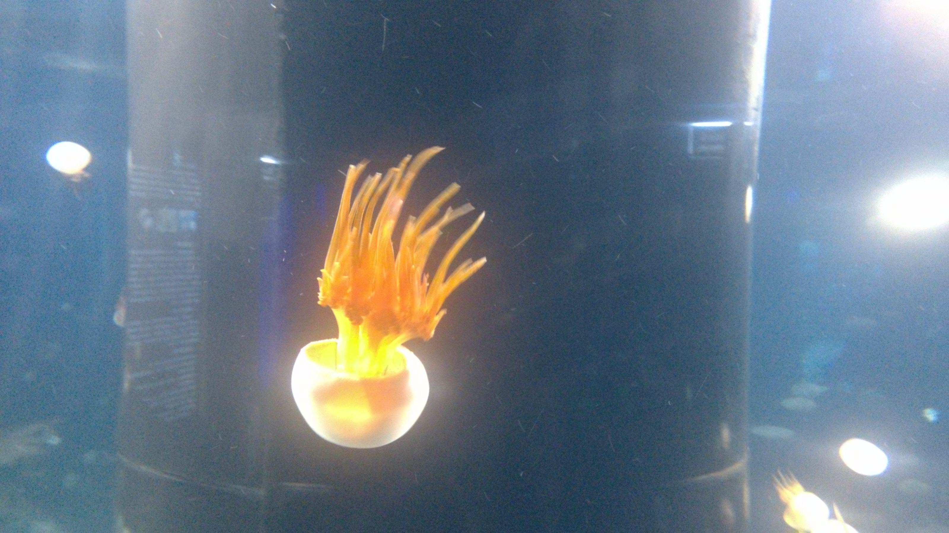 【实拍】小米手机1S实拍海洋世界【水母】照片