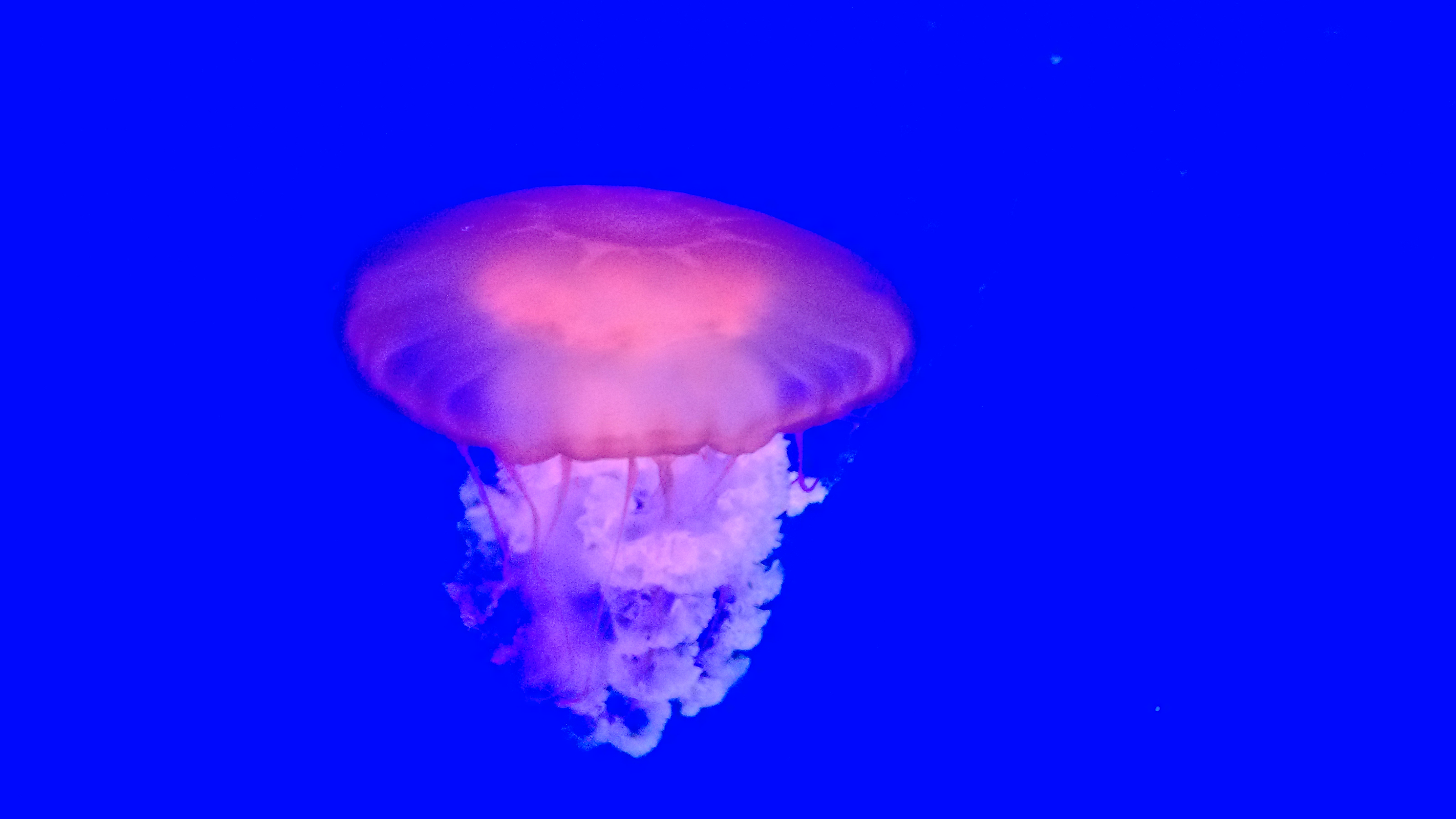 【实拍】小米手机1S实拍海洋世界【水母】照片