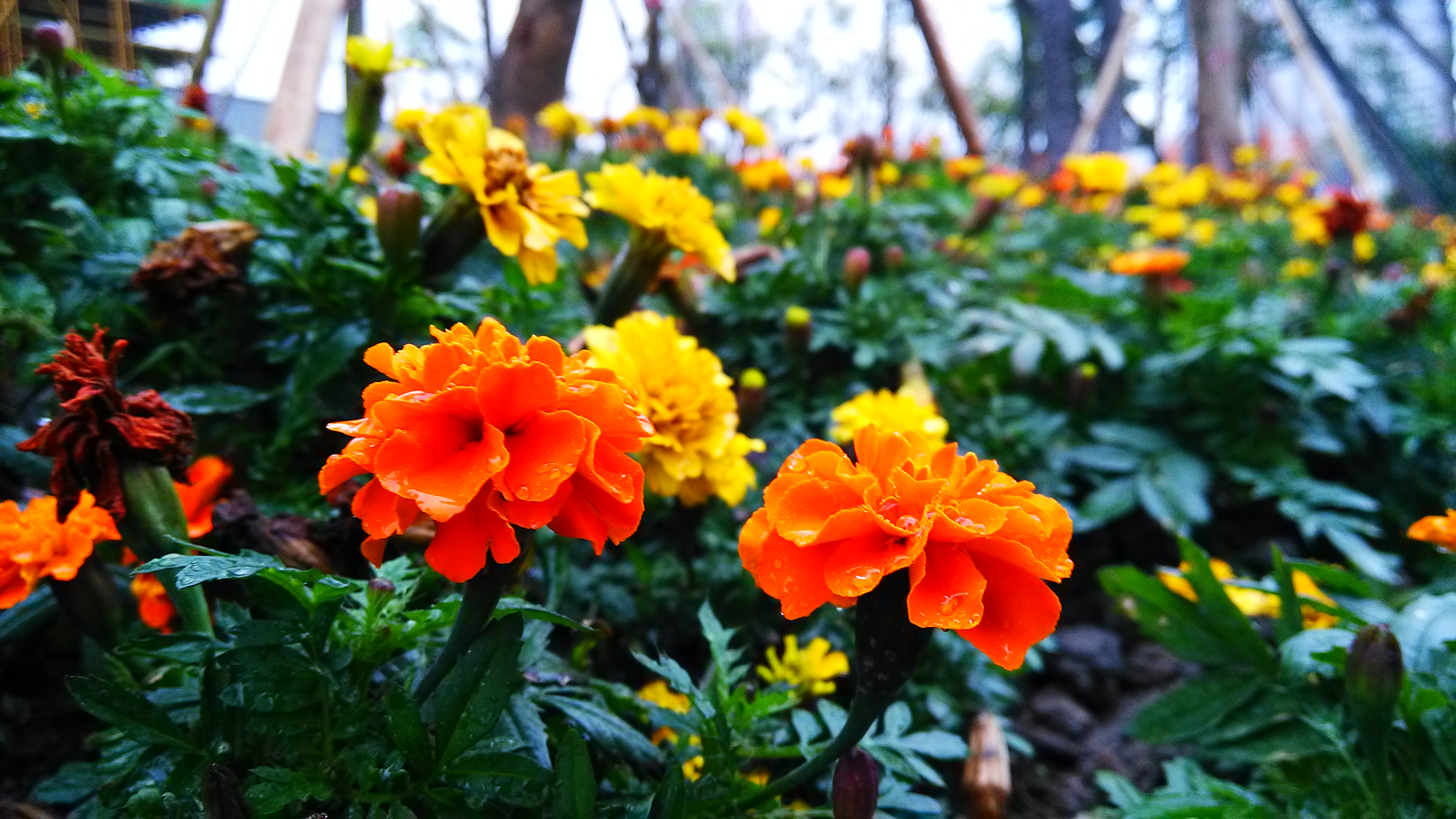 【路边花圃中'菊花'之美】-潮方子华