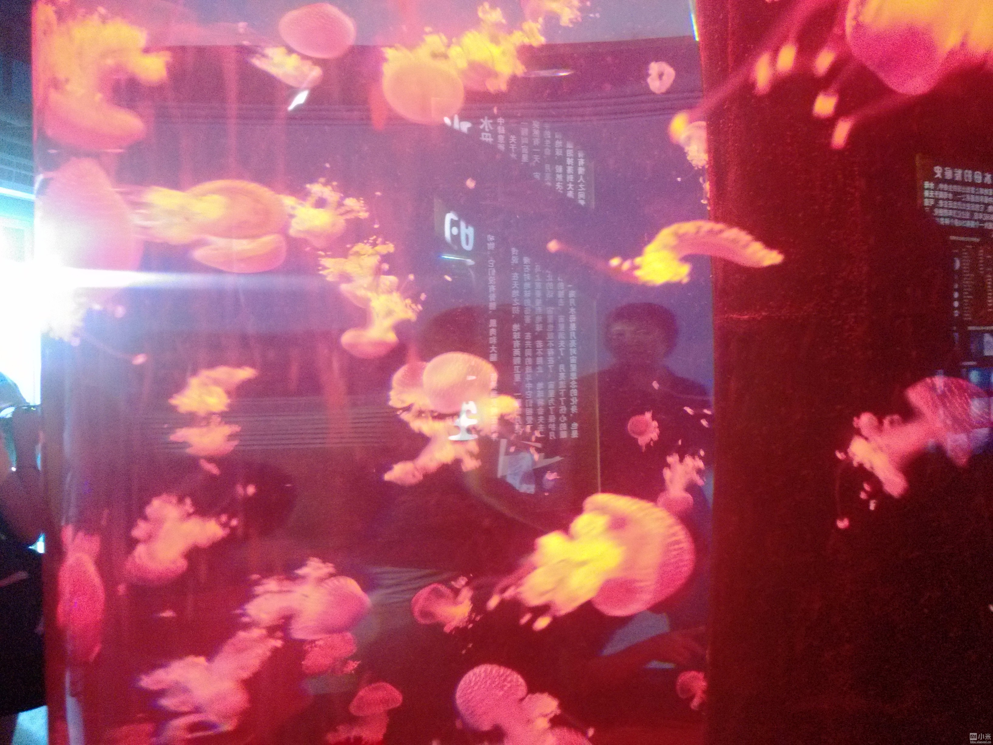 带小米游深圳小梅沙海洋世界公园之--水母