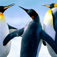 发几个美丽的水母照片。小米1拍摄