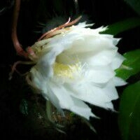 25号去广州小米之家排队买小米5!