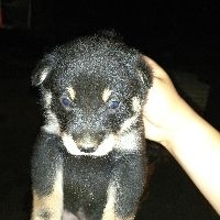 小米MIX2屏幕真的偏黄