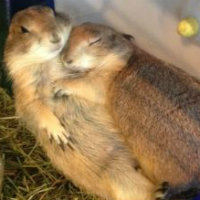 充电时无法玩!屏幕对触碰无反应!