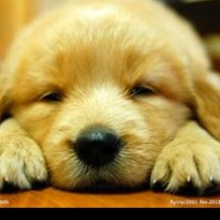 【小米MIX 2主板元器件壁纸】全面屏2.0 主板