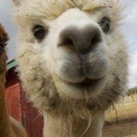 小米蓝牙手柄 实况足球PES2014 无L2R2键,如