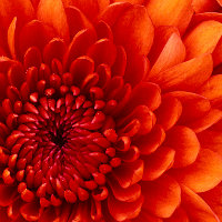 来武汉,送小米新品发布会门票,我们是认真的!