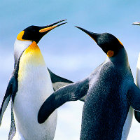 今年小米8周年,雷总能不能来个全款预约功能