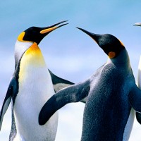 小米手环2来电接听后手环不停止震动