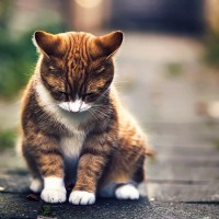 【小米MIX 2主板元器件壁纸】全面屏2.0 主板