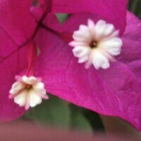 小米5手机屏幕老是自己动,你们有这种现象吗?