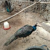 红米note4x屏幕碎了,问下换屏多少钱