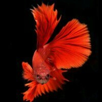 oppor9splus解锁教程 捡了个oppor9怎么解锁 o