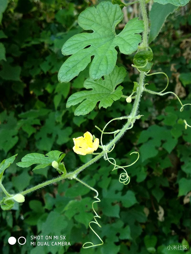 小米5X如何设置双摄,背景虚化?