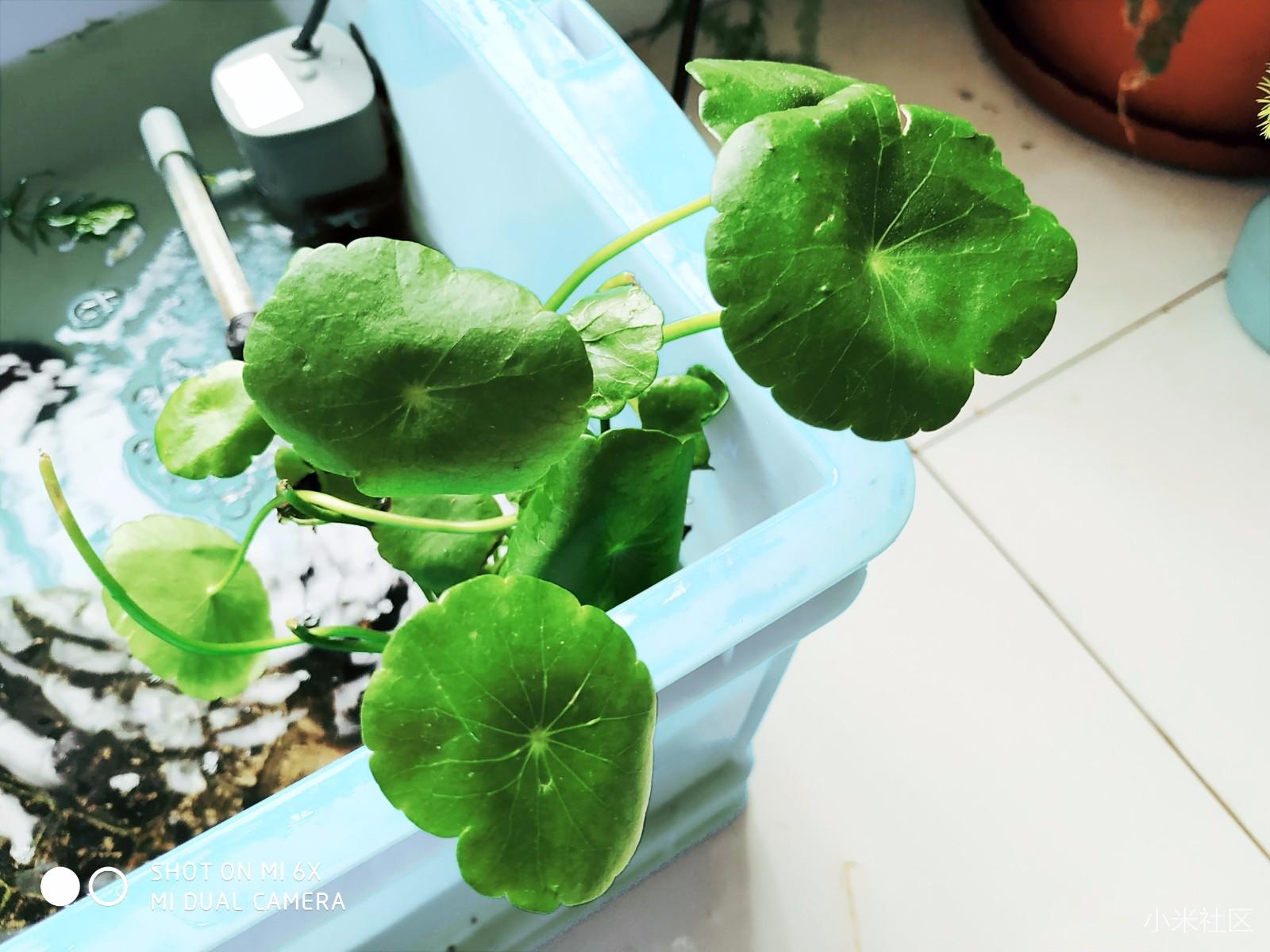 小米6X丨千元冰川蓝少年归来