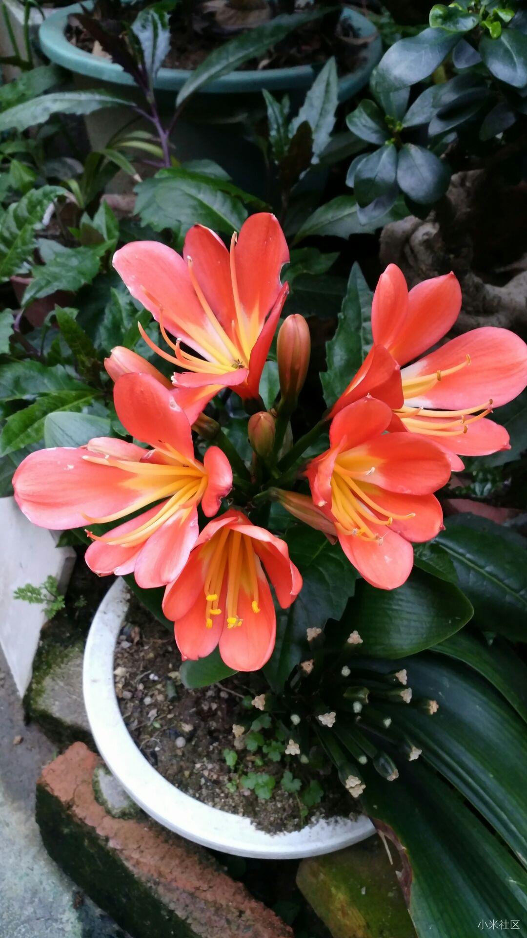 小米5spul摄像背景虚化严重