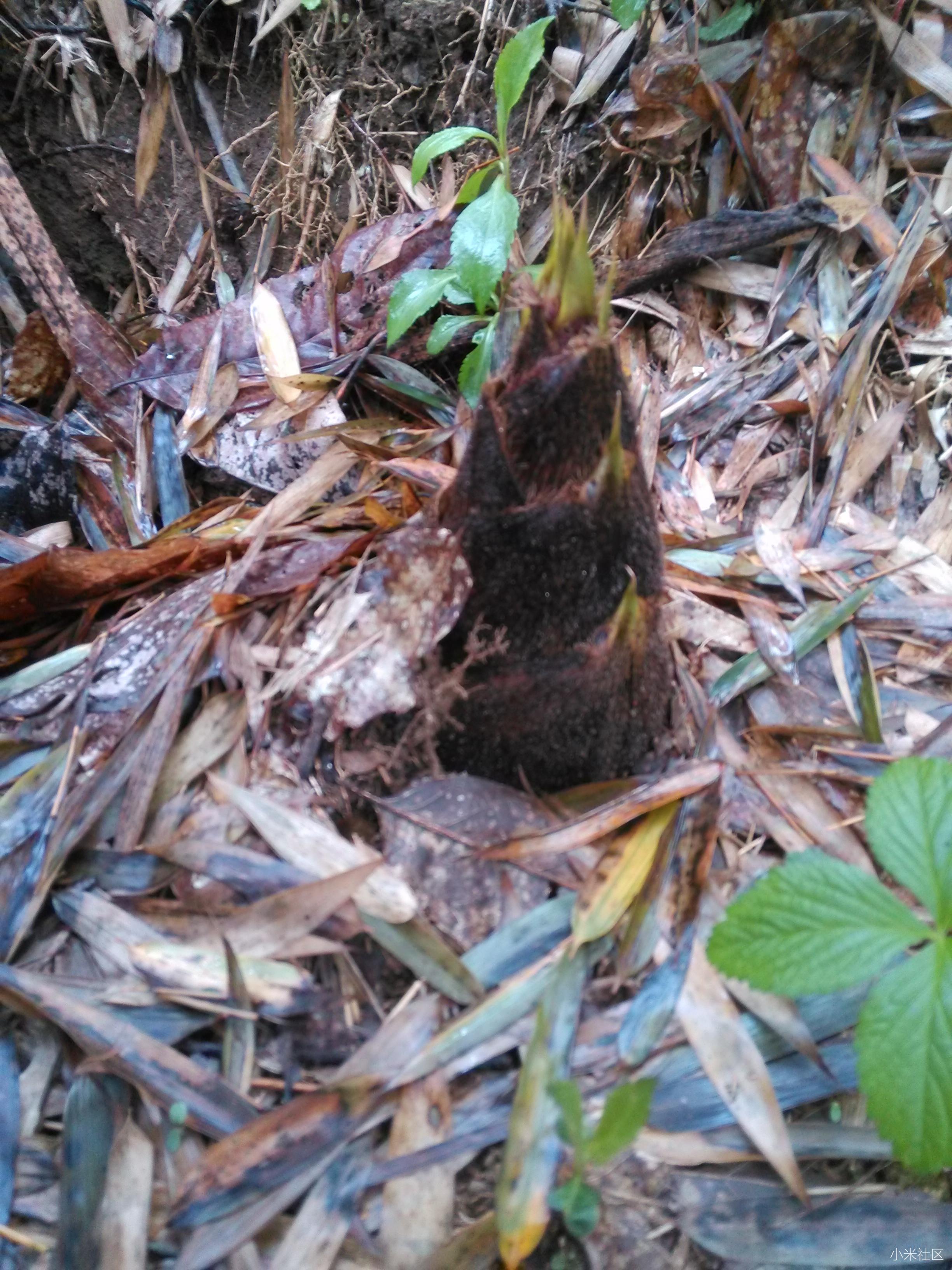 #小米拍清明# 小米2 清明时节的家乡