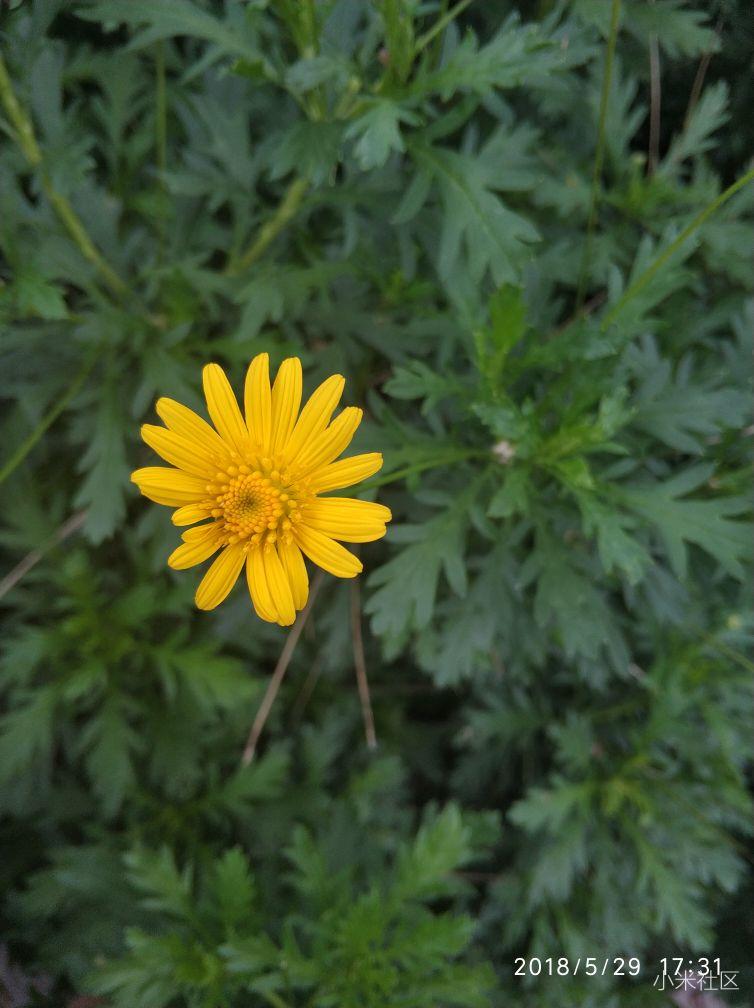 小米8,我等高通855的小米9吧