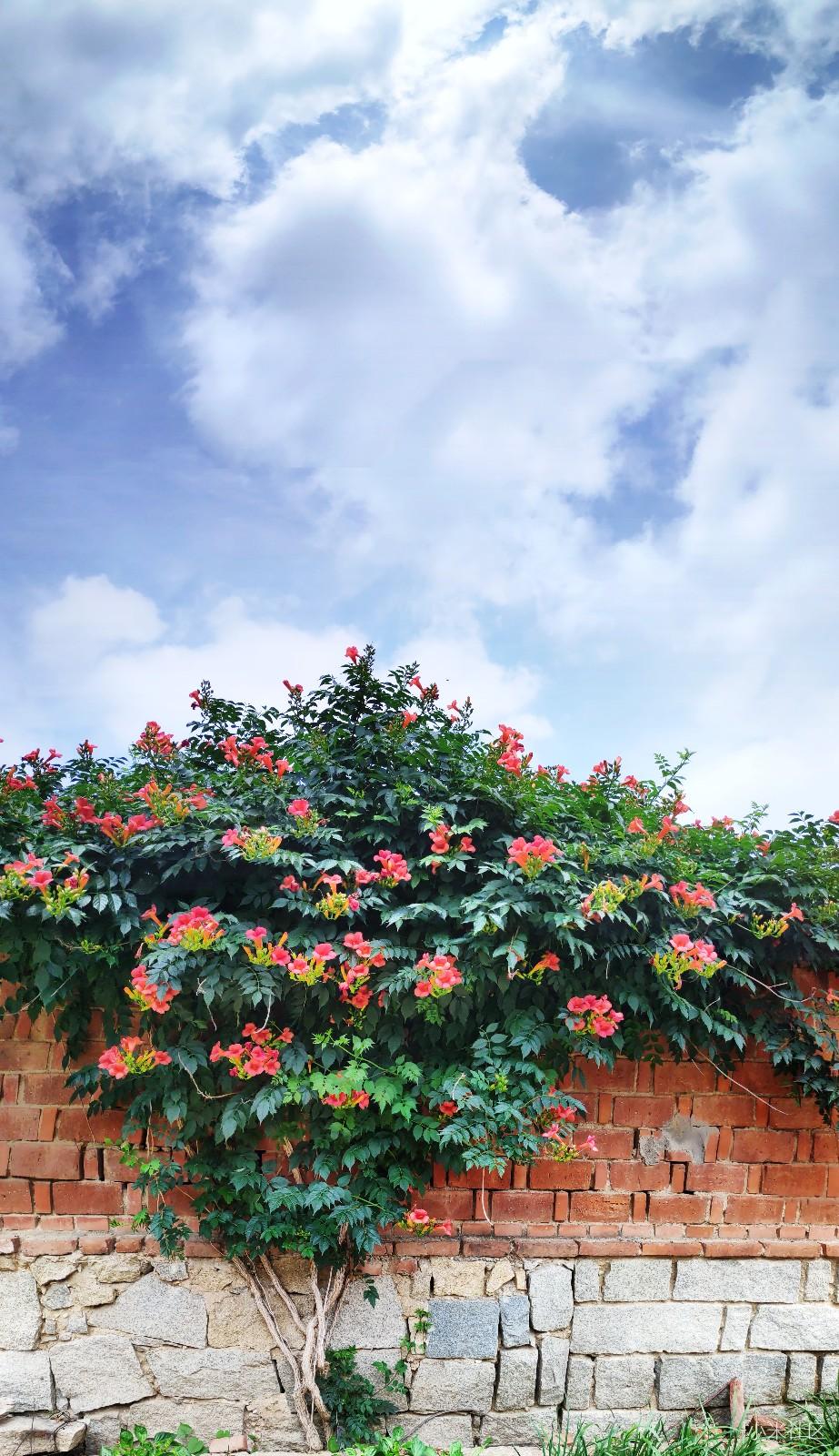 [申请加入]小米社区摄影组+曼陀罗花