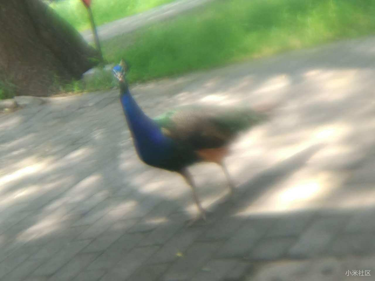 小米5手机为什么更新版本后手机照相模糊,请大