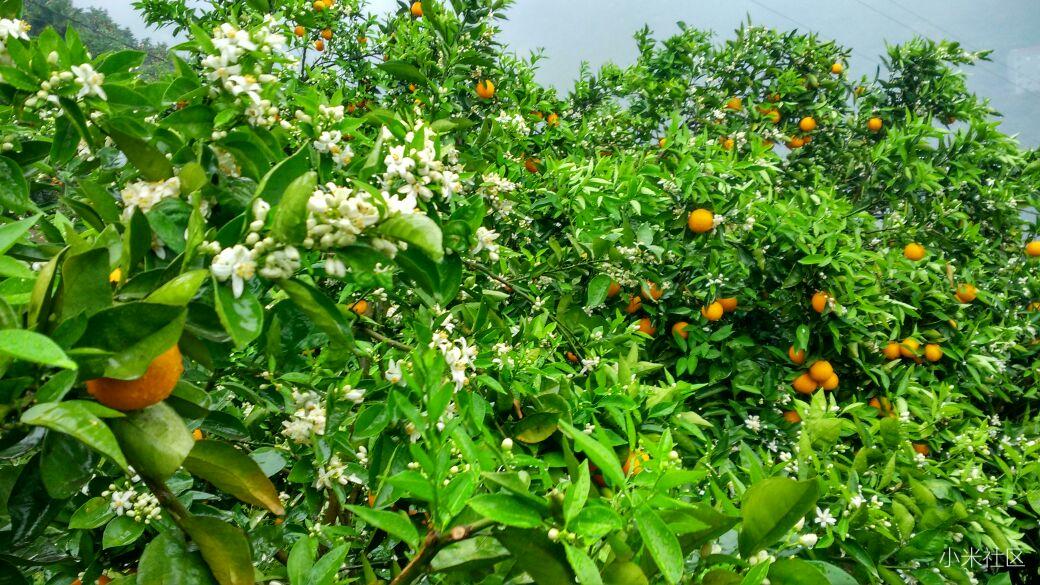 小米4之满山橙花香