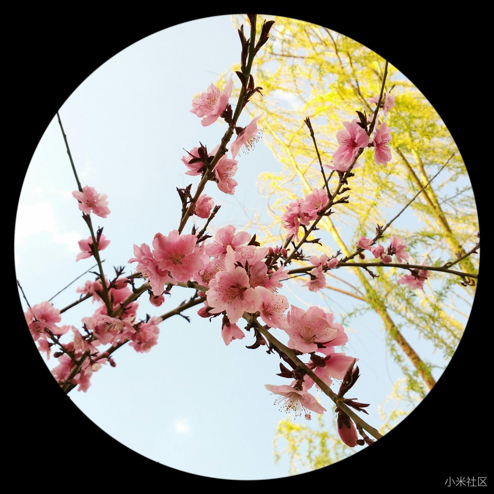 画意小品01桃花依旧笑春风mi4