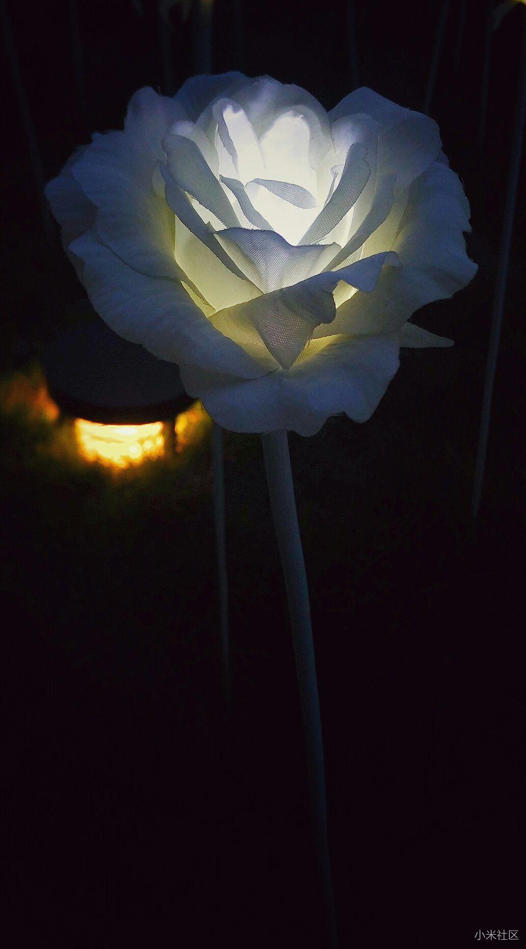 成都ifs玫瑰花海