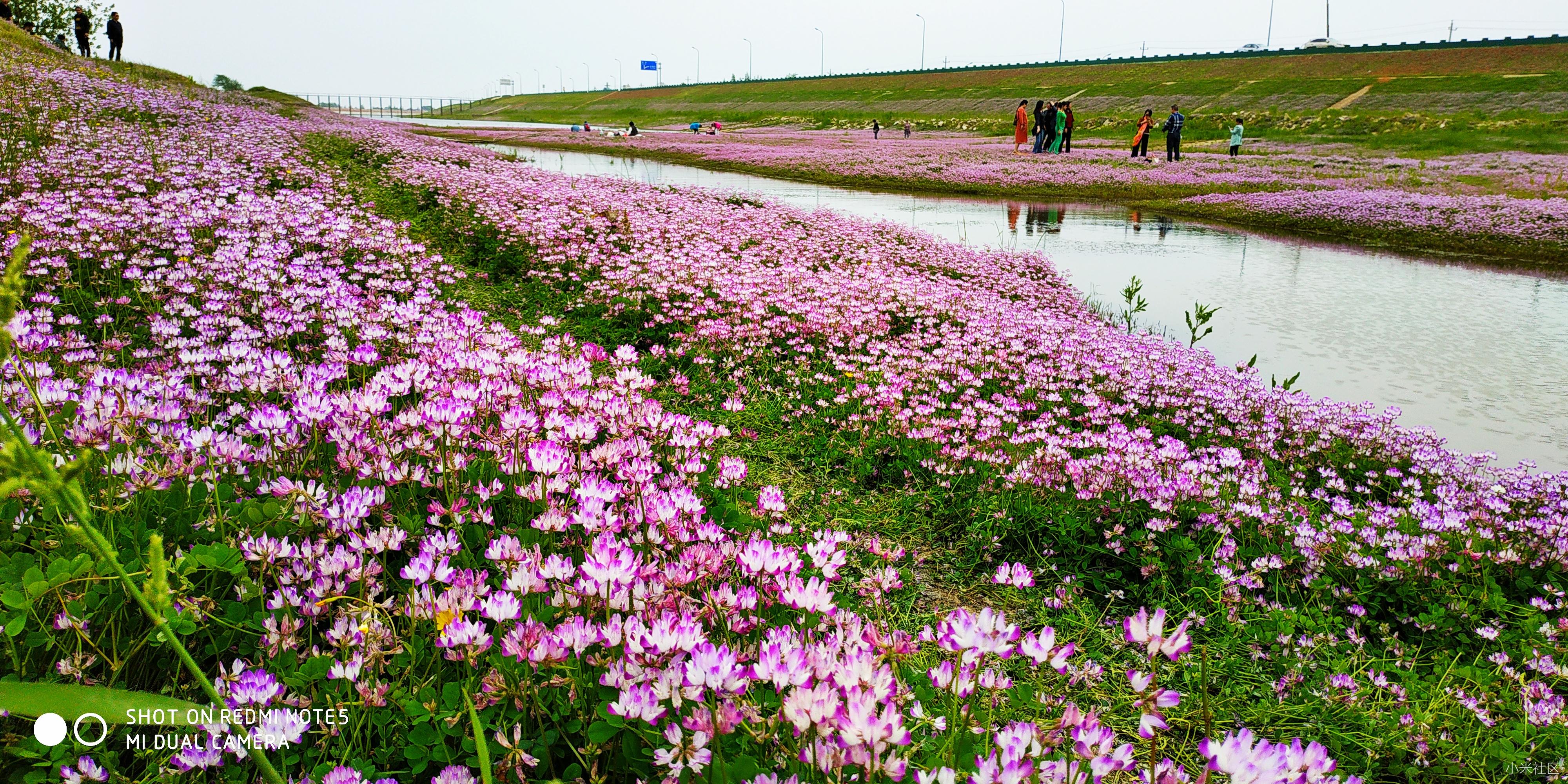 国民拍照专家——拍紫云英花海