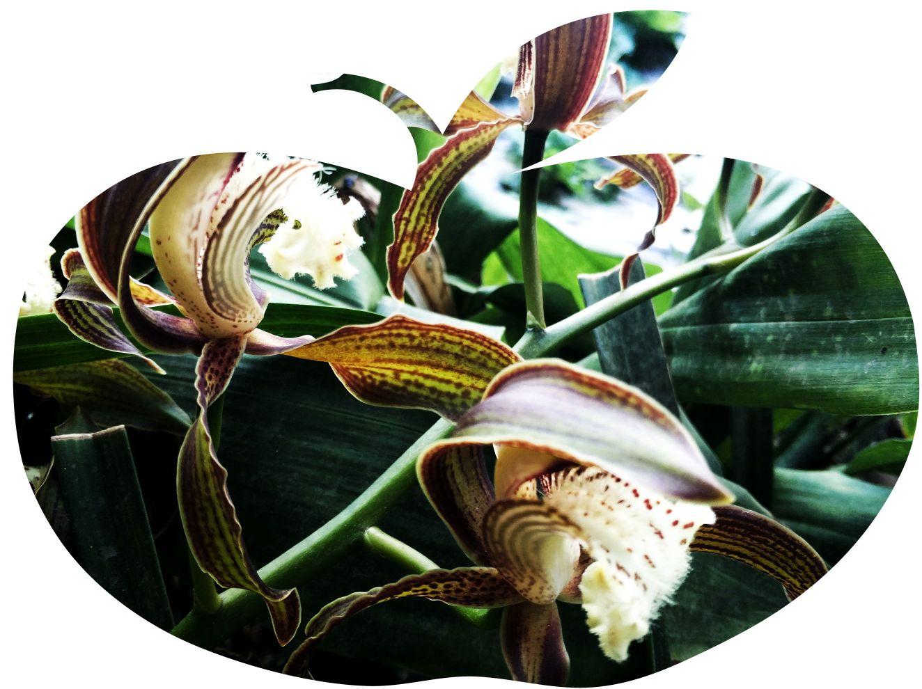 建水的云水木花