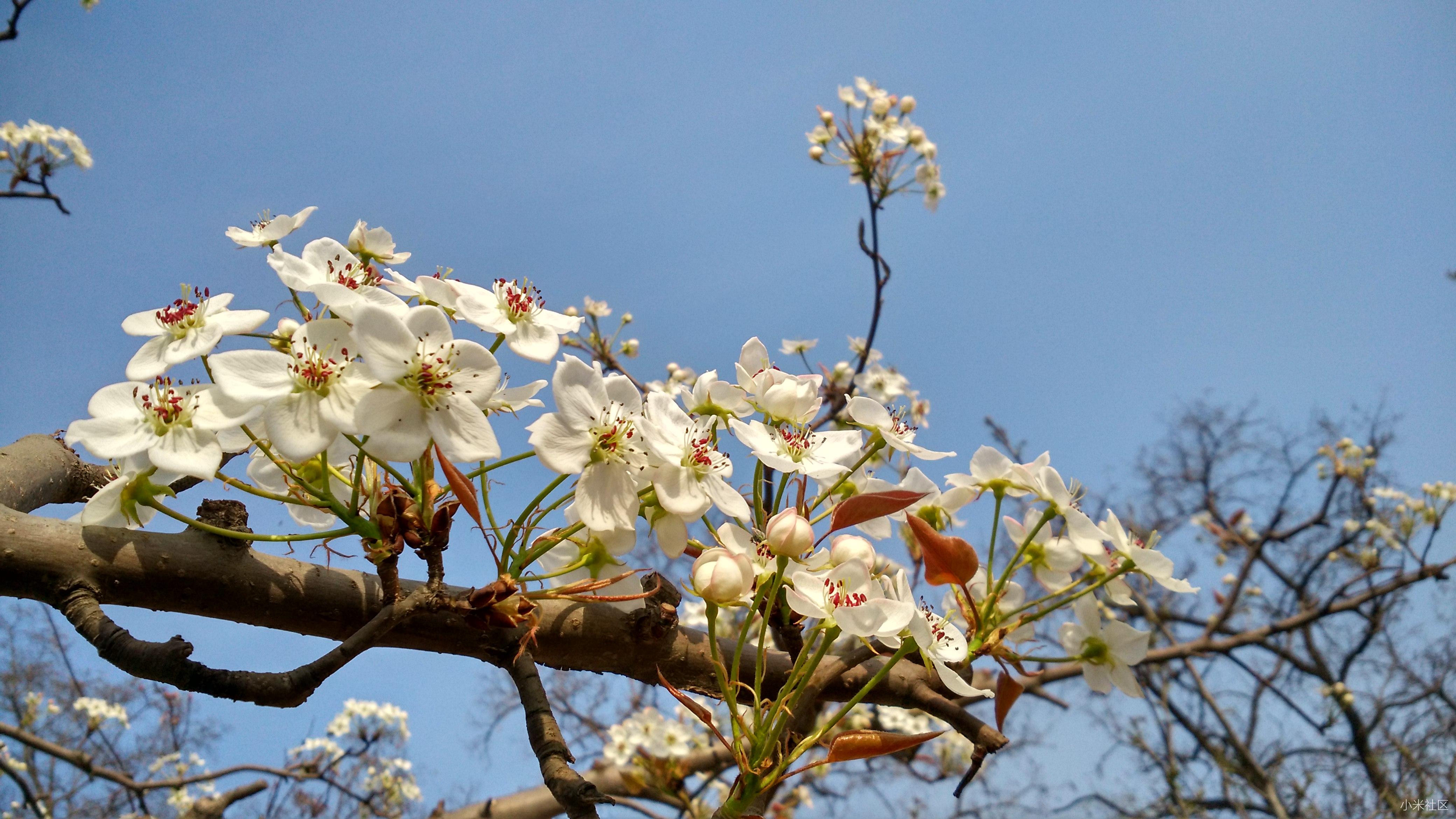 梨花的生长历程第十四天(春暖花落实留)花期结束