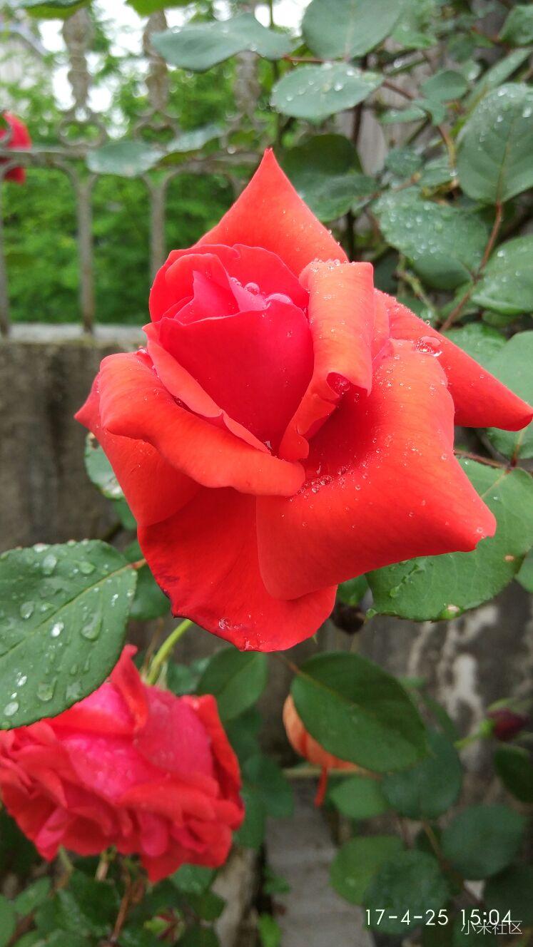 从不同的角度,去欣赏玫瑰花的美姿.