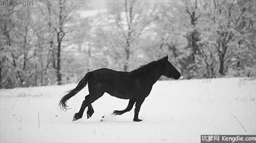 500_281gif 动态图 动图