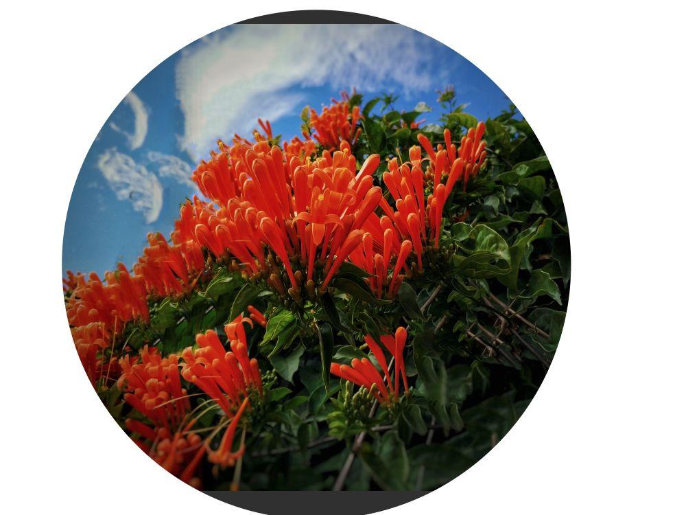 建水的云水木花